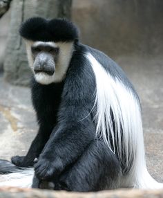 a black and white monkey sitting on the ground