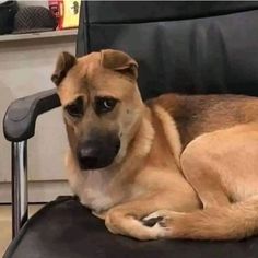 a brown dog laying on top of a black chair