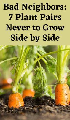 carrots growing in soil with text overlay that reads bad neighbors 7 plant pairs never to grow side by side