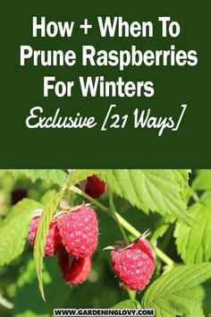 raspberries growing on the tree with text overlay how to prune raspberries for winters