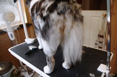 a cat standing on top of a table in front of a mirror and fan next to it