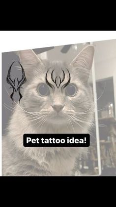 a cat with the words pet tattoo idea on it's forehead