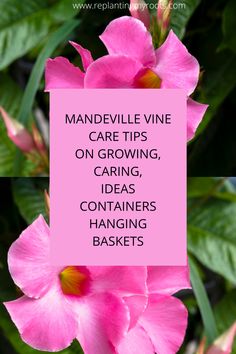 pink flowers with the words, mandeville vine care tips on growing, caring, containers hanging baskets