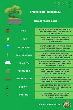 an info sheet describing the benefits of indoor bonsai plants and how to use them