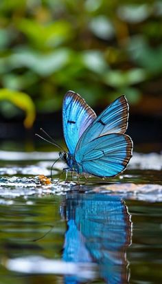 a blue butterfly sitting on top of a body of water