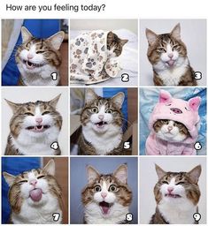 there are many different pictures of cats with their mouths wide open and tongue hanging out