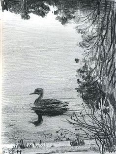 a pencil drawing of a duck in the water