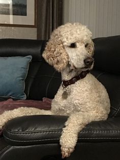 a white poodle sitting on top of a black couch