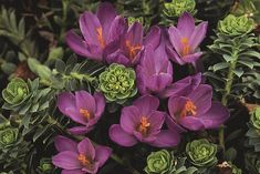 purple flowers are blooming in the garden with green leaves and buds on it's stems