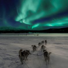 a group of dogs pulling a sled in the snow under an aurora bore display