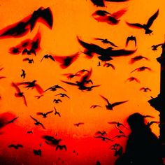 a flock of birds flying over a clock tower