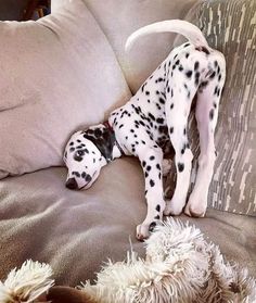 a dalmatian dog laying on top of a couch