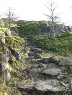 a rocky path with grass and trees on the side