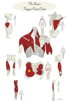 Muscles Diagram Anatomy, Muscle Anatomy Diagram, Massage Psoas Muscle, Massage Therapy Muscle Chart, Myofascial Release Trigger Points, Active Release Technique, Neuromuscular Therapy, Punkty Spustowe, Human Muscle Anatomy