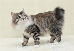 a cat standing on top of a white floor next to a wall