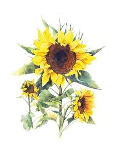 a watercolor painting of sunflowers on a white background