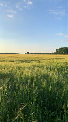 a large field of green grass under a blue sky