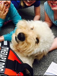 Why It Is Scientifically Proven That Golden Doodles Are The Best Kind Of Dogs