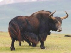 an animal with long horns standing in the grass