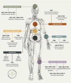 You’re born with it!! What is it?!? It’s called the EndoCANNABINOID system! A system that covers you top to bottom, inside and out! 🤯 Recently discovered in the early ‘90’s?  We are the ONLY  Endocannabinoid System company in the U.S.! 🤯🙋🏻‍♀️ #Godmadeus #Godmadethisplant #notALLcbdisthesame #knowthedifference #allnatural #nochemicals  To keep with compliance these products are not intended to diagnose, treat, cure or prevent any disease. 🤔 Holistic Coaching, Psychoactive Plants, Re Born, Magic Herbs, Body Map, Healing Wands, Aesthetic Medicine, Parts Of A Plant