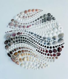 several different types of seashells are arranged in a circular pattern on a white surface