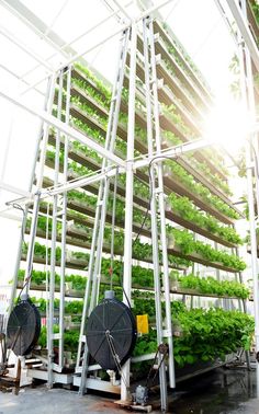 an indoor hydropony system with plants growing in the ground and on wheels attached to it