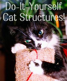 a black and white cat is holding a piece of fabric with the caption do - it - yourself cat structures