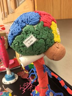 a model of the human brain is shown