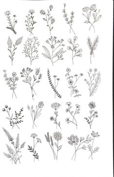 various flowers and plants drawn in black ink