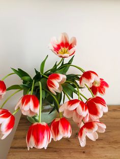 red and white tulips in a vase on a table