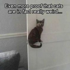 a cat sitting on top of a door with the caption even more proof that cats are in fact really weird