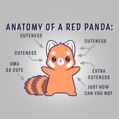 the anatomy of a red panda