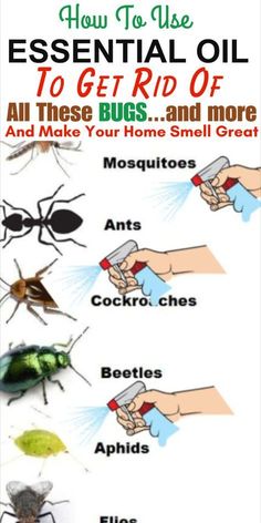 Say goodbye to bugs the natural way! Explore our guide on how to rid your home of pesky insects using the power of essential oils. Learn about the aromatic solutions that not only keep bugs at bay but also add a delightful fragrance to your living space. From repelling mosquitoes to deterring ants, our expert tips cover a range of essential oils and application techniques. Embrace a bug-free haven with the goodness of nature. Dive into our guide now and discover the secrets to a pest-free home using essential oils! Essential Oil Bug Repellent, Essential Oil Bug Spray, Ant Spray, Smelling Good, Essential Oil Diffuser Blends Recipes