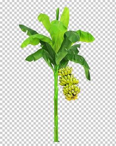 a banana tree with two bunches of bananas hanging from it's branches, against a white background