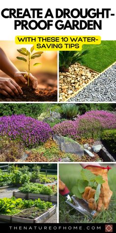 several different pictures with text that says how to create a drought - proof garden