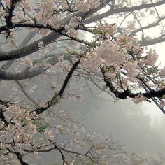 the trees are blooming in the foggy weather