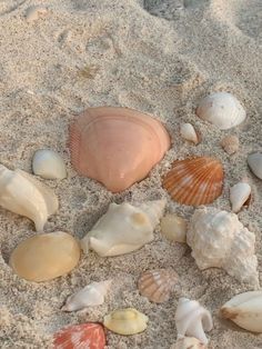 several seashells and shells on the sand