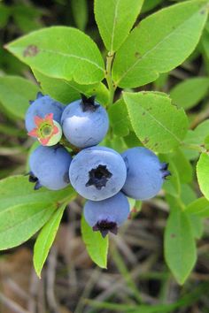 some blueberries are growing on the green leaves