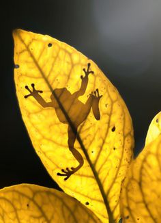 a yellow leaf with a lizard on it's back and some water droplets on the leaves