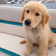 a puppy sitting on the back of a boat looking at the camera with boats in the background