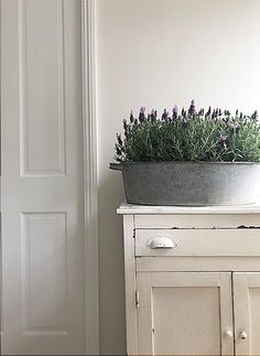 a potted plant sitting on top of a white cabinet