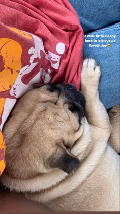 a small pug sleeping on top of someone's lap