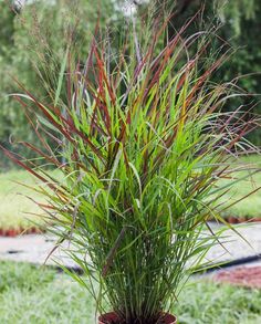 a potted plant sitting on top of a wooden table in front of some grass