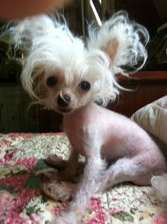 a small white dog sitting on top of a bed