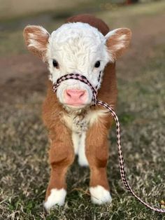 a brown and white baby cow with a rope around it's neck