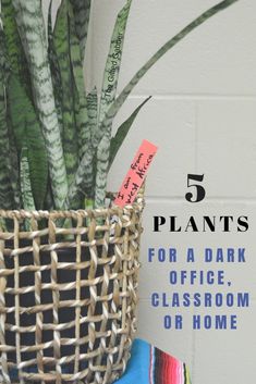 a potted plant sitting on top of a wooden table next to a sign that says 5 plants for a dark office classroom or home