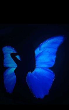 a blue butterfly with its wings spread out in the dark, it appears to be silhouetted