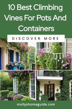 the front cover of 10 best climbing vines for pots and containers, with pictures of different plants