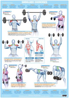 the muscles and their functions are shown in this poster, which shows how they work