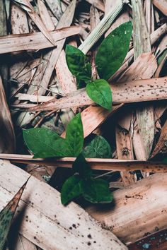 some green leaves on the ground next to sticks